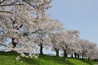 金崎堤の桜